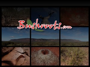 Bushroots